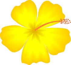 hawaii flower hawaii flower